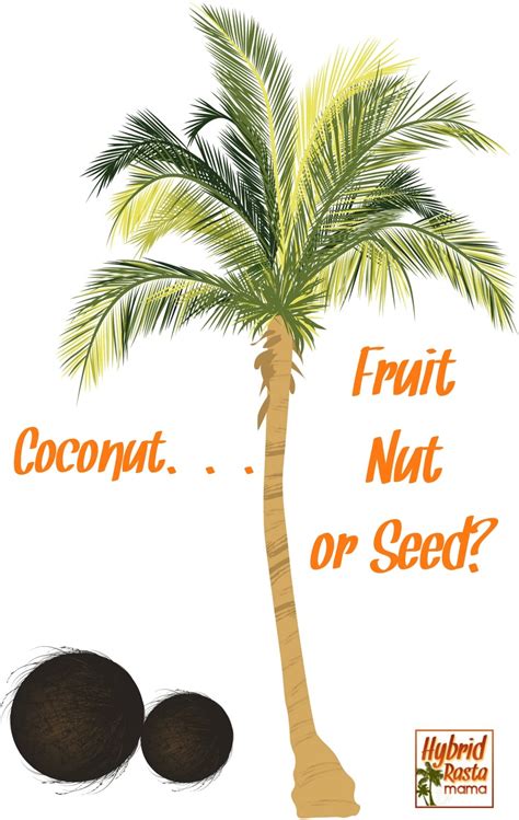 Folklore medicine claims that cocos nucifera (coconut) is use in diabetes, diarrhoea, pneumonia etc. What Is A Coconut? Is Coconut A Fruit? Is Coconut A Nut? A ...