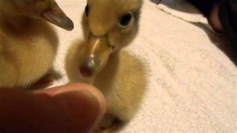 Welsh Harlequin Ducklings Youtube