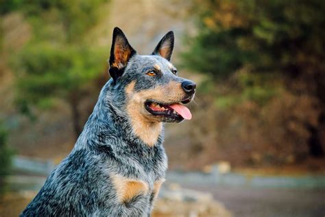 Famous Cattle Dogs