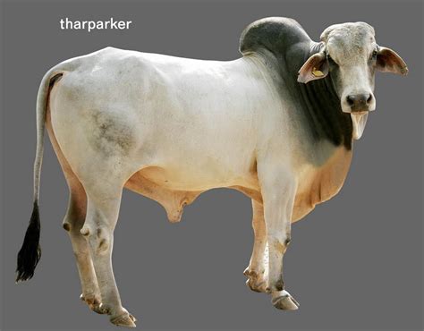 Hariana Tharparkar Kankrej Cow Breed For Dual Purpose Milk And Draught
