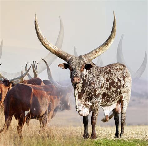Ankole Cattle South Africa