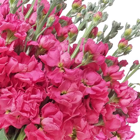 Stock Hot Pink Flowers Pack 80 Stems Ebloomsdirect Eblooms Farm