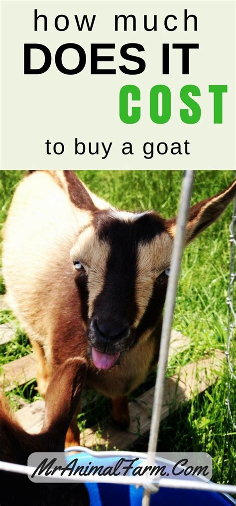 How Much Does A Goat Cost Goats Goat Farming Buy A Goat