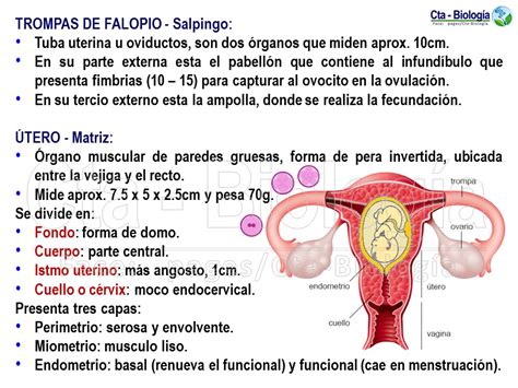 Biología Didáctica Tema Sistema Reproductor Femenino