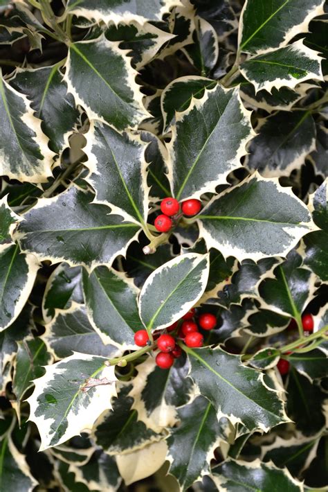 Types Of Holly Leaves Printable Templates Free