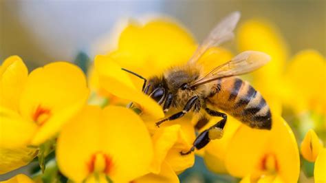 Kesän vihuliaiset pistiäiset ampiaiset ja mehiläiset Kansanterveys
