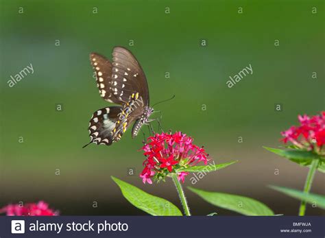 Female Eastern Tiger Swallowtail Butterfly Papilio Glaucus Feeding On