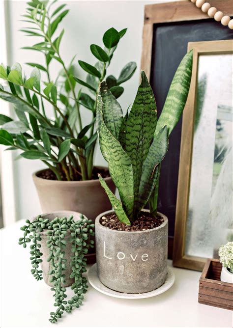 And all plants in pots, however low maintenance, do at least need watering and feeding! Luxury Low Maintenance Indoor Succulent Garden Ideas for ...