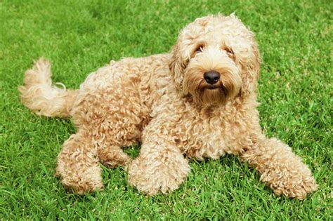 Meet The Labradoodle