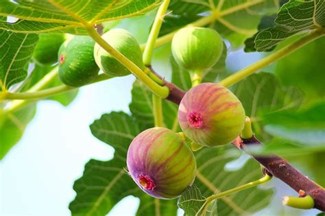 Fig Trees Buying And Growing Guide Figs