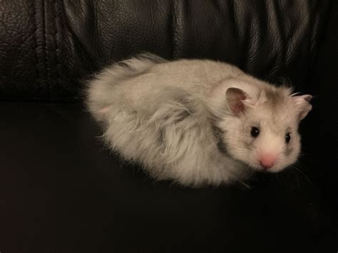 This Is Teddy My 12 Week Old Silver Grey Long Haired Syrian Hamster He