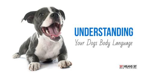 Understanding Dog Body Language Sit Means Sit South Denver