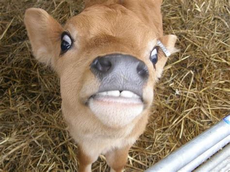 Jersey Calfi Love That Face Cows Funny Awkward Animals Fluffy Cows