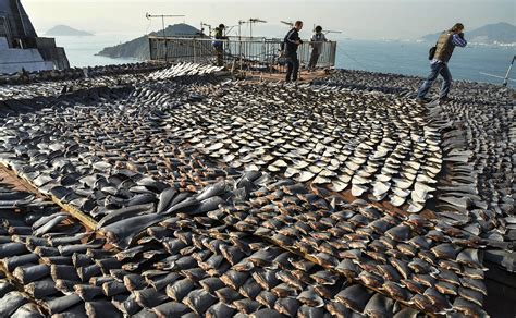 Shark Fin Trade Facts Why Do We Need To Stop It