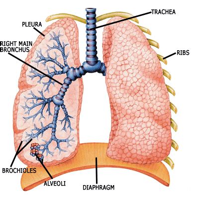 Picture of lung segments anatomy. Pulmonary Tuberculosis (PTB) ~ patrickaguas