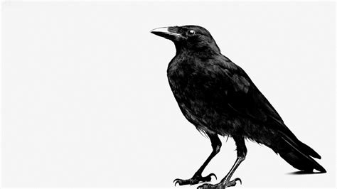 Black Crow Wallpaper Wallpapersafari