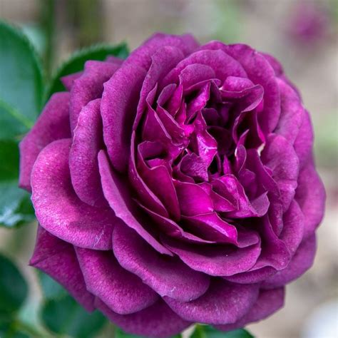 Rosa In Vaso Purple Eden Vendita Piante Online