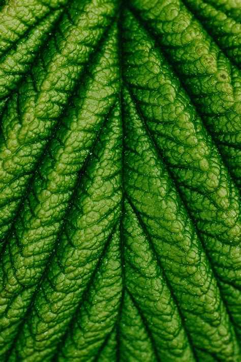 Macro Photography Of A Leaf · Free Stock Photo