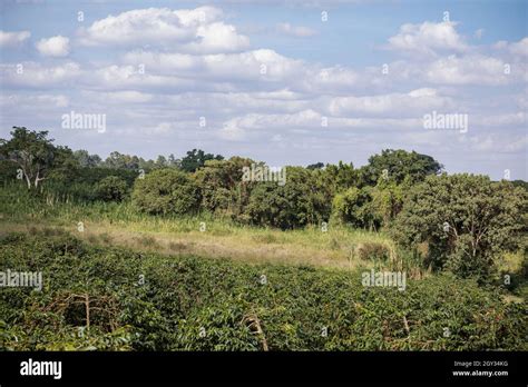 Coffee Beans Tree Farm At Ruiru Kiambu County In Kenya Stock Photo Alamy
