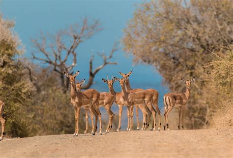 durban safari hluhluwe game reserve