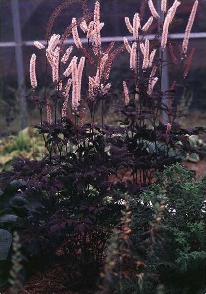Black Snakeroot Deciduous Perennial Of The Day Border Tuin Tuin