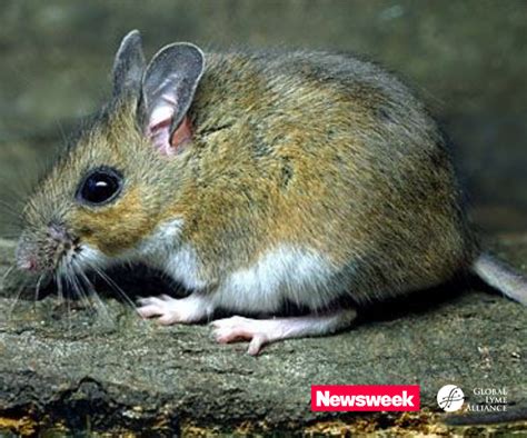 The White Footed Mouse Deer And Deer Ticks Are Important Dustinkruwtravis