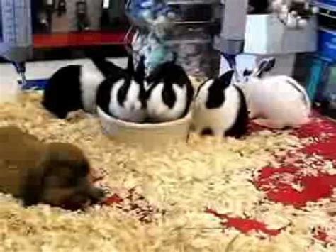 Pet friendly hotels in columbus. Baby Bunny Rabbits in Pet Store - Enhanced - YouTube