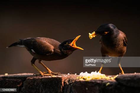 Indian Myna Photos And Premium High Res Pictures Getty Images