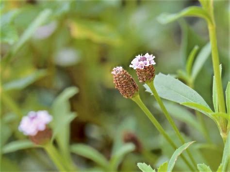Frog Fruit Is A Valuable Native Groundcover