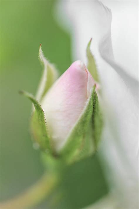 Macro Pink Rosebud Flower Photograph By Jennie Marie Schell Fine Art