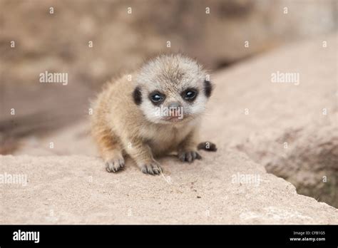 Cute Meerkat Baby Hi Res Stock Photography And Images Alamy