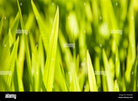 Fresh Green Grass Growing In A Meadow Stock Photo Alamy