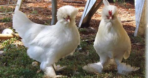 Chickens With Feathered Feet 4 Different Types Care Tips