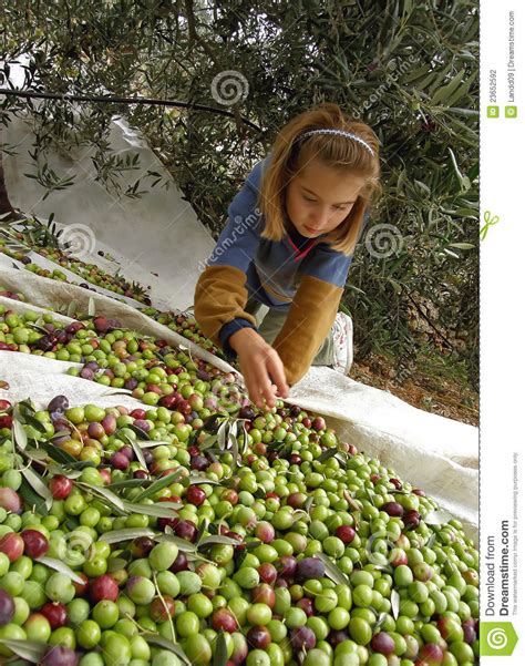 Girl And Olives Stock Photo Image Of Girl Agriculture 23652592