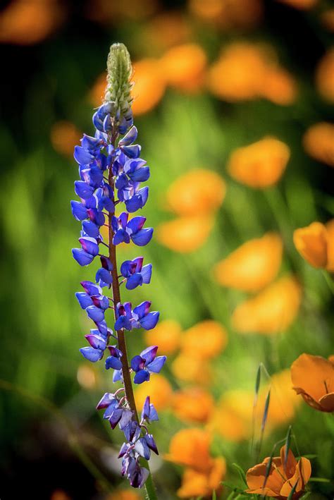 Lupines And Poppies Are Two Common Photograph By Betty Sederquist