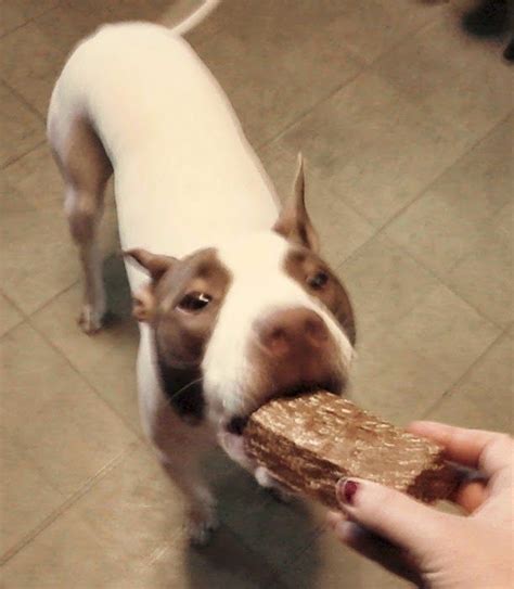 I was treated like dirt, was. Review: PowerBark Bars | Pet people, Pets, Pet friendly