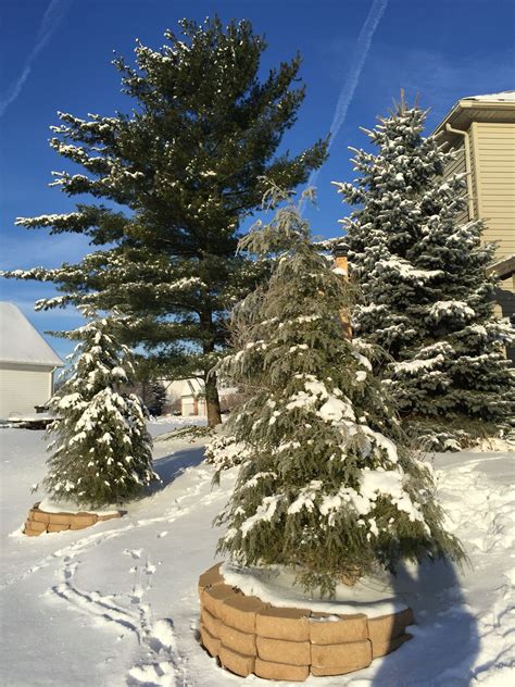 Winter Hemlocks And Evergreens Winter Landscape Evergreen Landscape