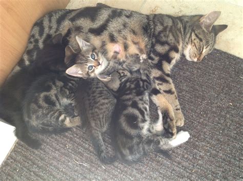 Find cats and kittens for sale, near you and across australia. 8weeks old cute tabby kittens for sale | London, South ...