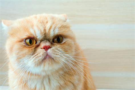 Frustrated Cat Stock Photos Pictures And Royalty Free Images Istock