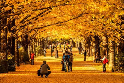8 Tempat Terbaik Untuk Melihat Dedaunan Musim Gugur Di Jepang Tsunagu