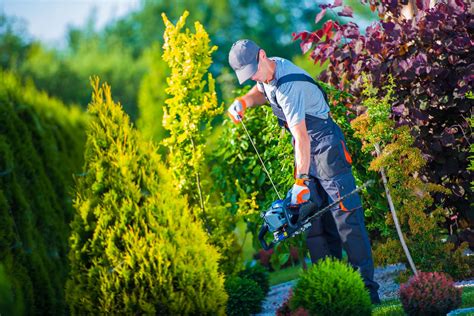 Tree And Shrub Care Landscaping Design Tree Service