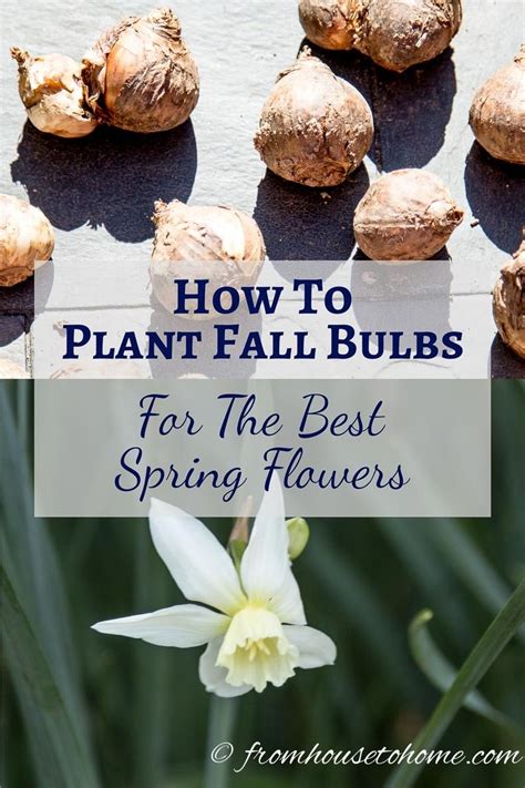 How To Plant Fall Bulbs For The Best Spring Flowers Need Some Tips On