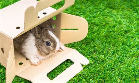 25 Easy Diy Rabbit Digging Box Plans