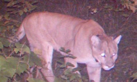 Evidence Confirms Cougar Roaming Around Northern Michigan How Far Will
