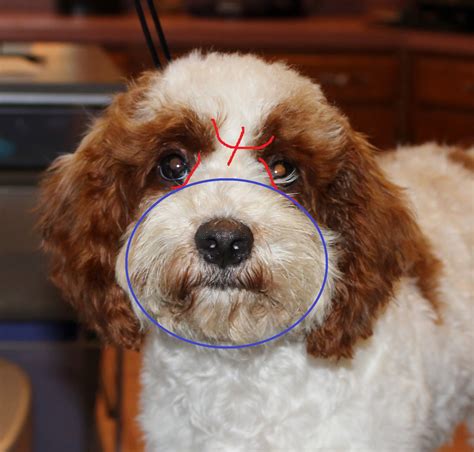 Clipping For Vision After With Marks Cockapoo Haircut Cockapoo
