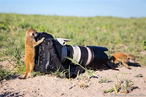 Photographer Became A Handy Lookout Post For Cute Meerkats
