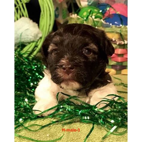 All prices include tax and puppy care package. Beautiful AKC Havanese pups for rehoming in Birmingham ...
