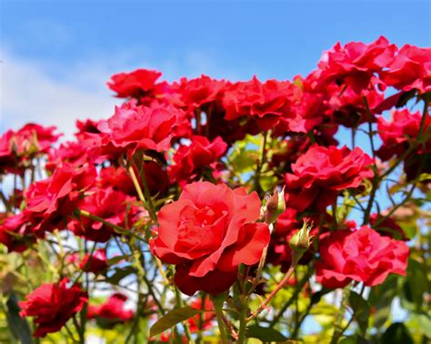 Growing Roses In Calgary Landscaping Tips For The Beginner