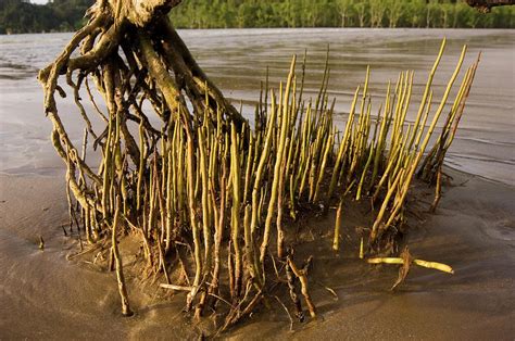 mangrove tree and roots photograph by matthew oldfield science photo library pixels