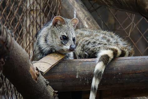 Small Indian Civet Zoochat